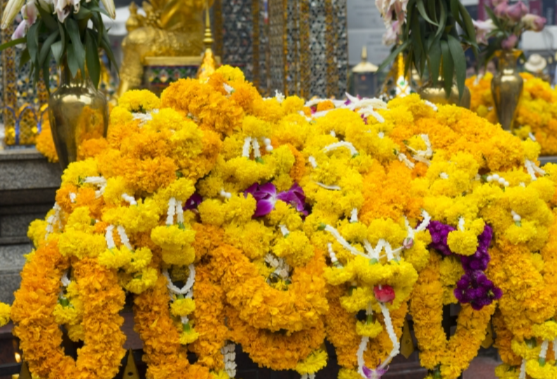 FESTA DELLA MIMOSA DI MANDELIEU LA NAPOULE